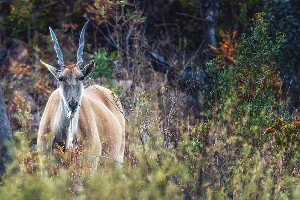 eland zwyczajny (Tragelaphus oryx)