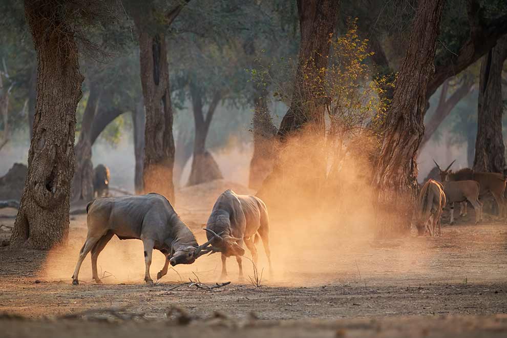 eland zwyczajny (Tragelaphus oryx)