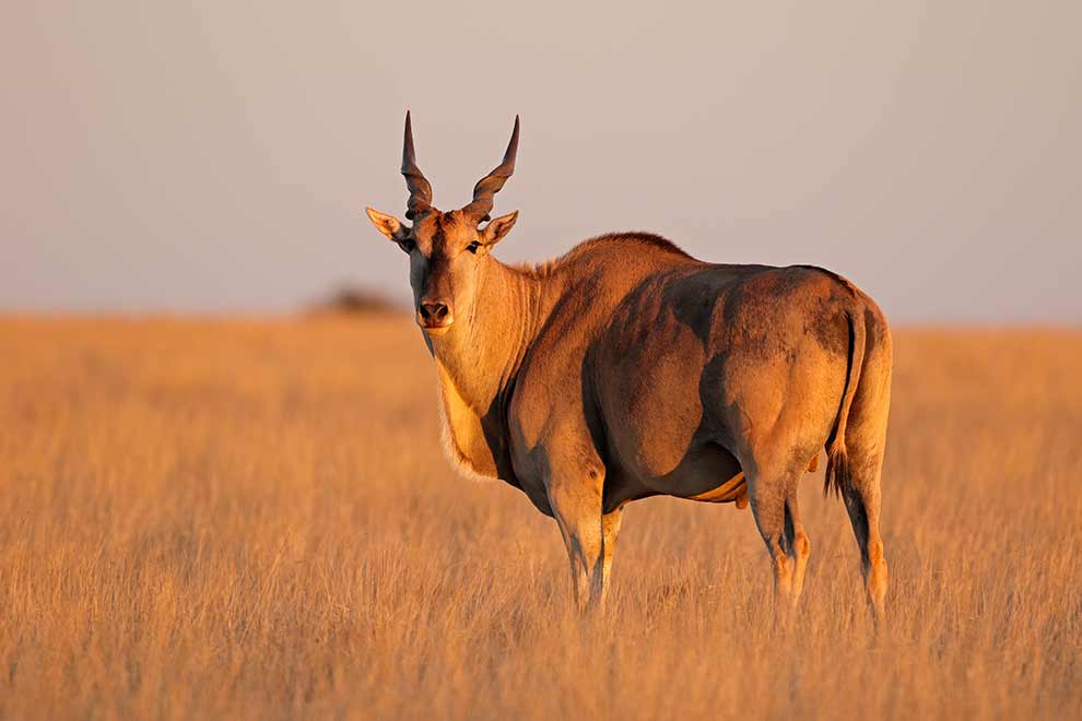 eland zwyczajny (Tragelaphus oryx)