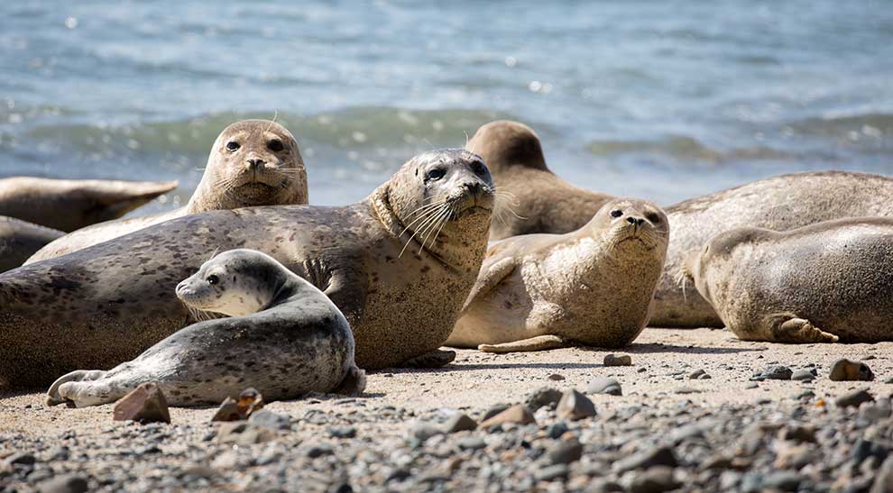 foka pospolita (Phoca vitulina)