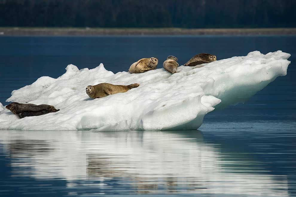 foka pospolita (Phoca vitulina)