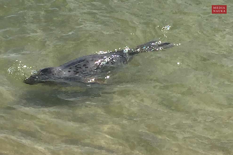 szarytka morska (Halichoerus grypus)