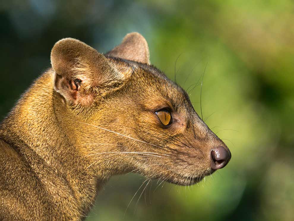fossa madagaskarska (Cryptoprocta ferox)