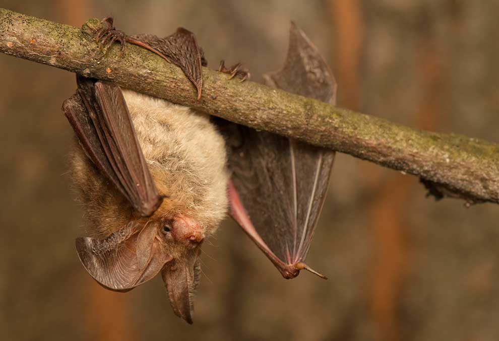 gacek brunatny (Plecotus auritus)