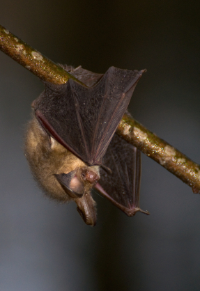 gacek brunatny (Plecotus auritus)
