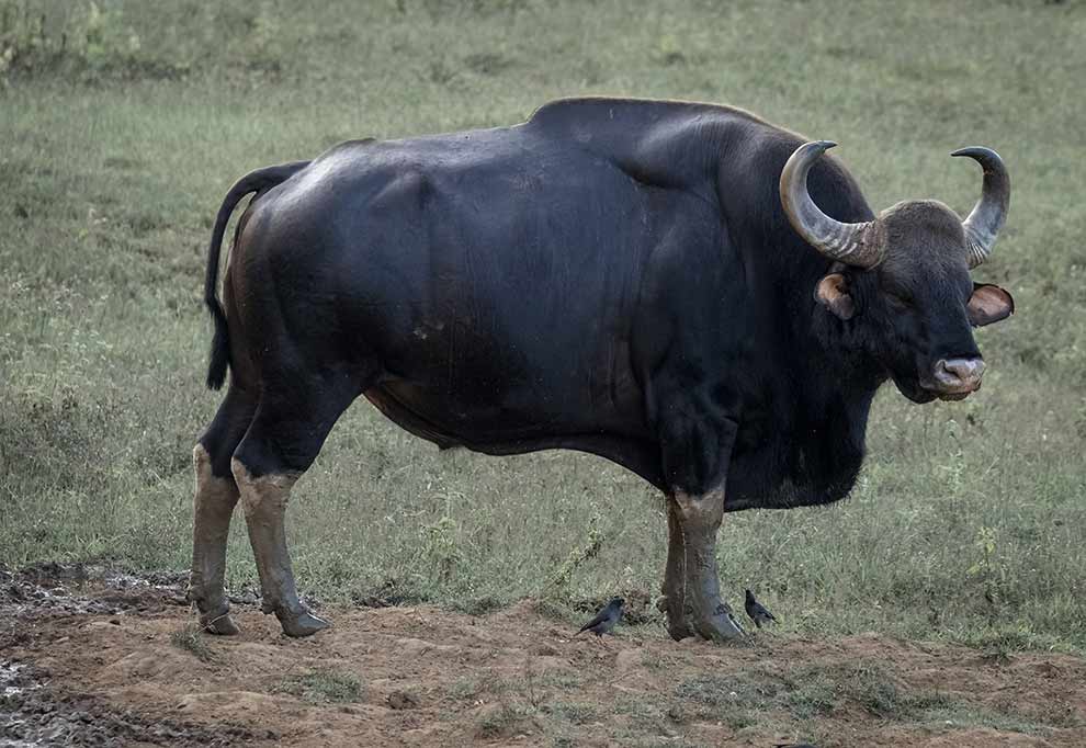 gaur indyjski (Bos gaurus)