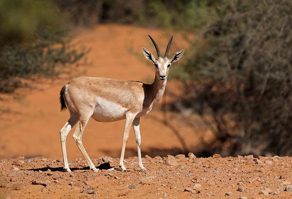 gazela czarnoogonowa (Gazella subgutturosa)