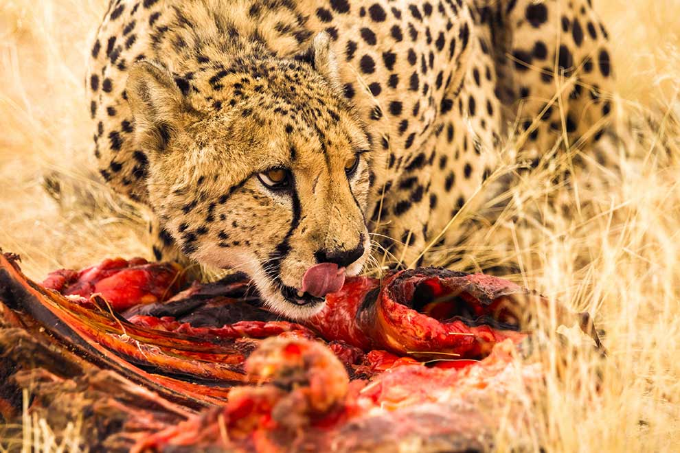 gepard grzywiasty (Acinonyx jubatus)