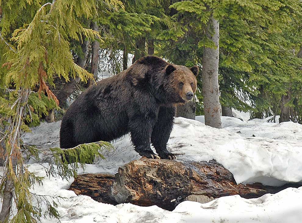 niedźwiedź brunatny (Ursus arctos)
