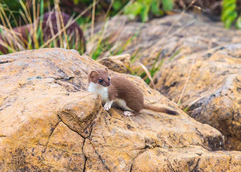 gronostaj europejski (Mustela erminea)