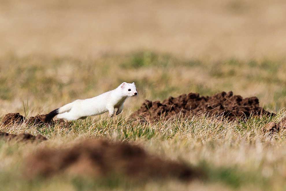 gronostaj europejski (Mustela erminea)