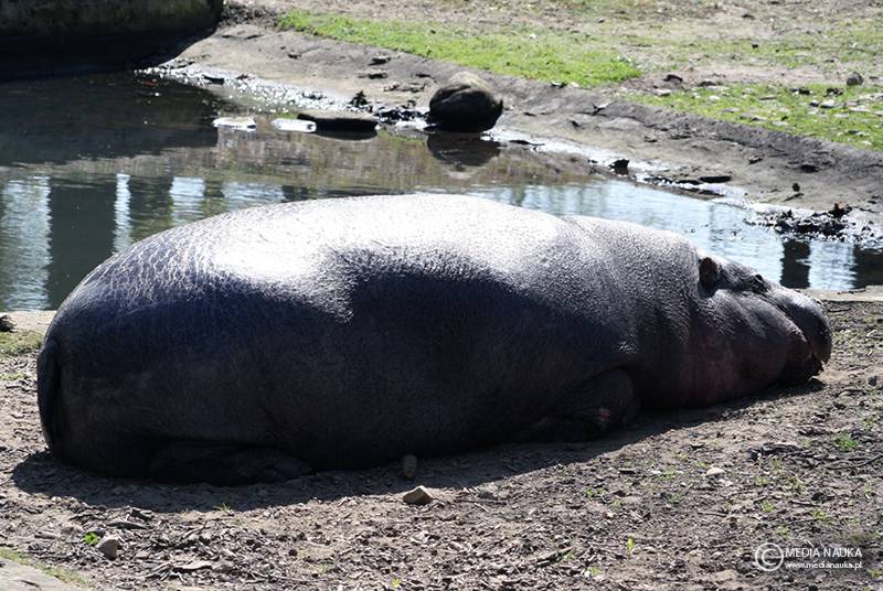 hipopotamek karłowaty
