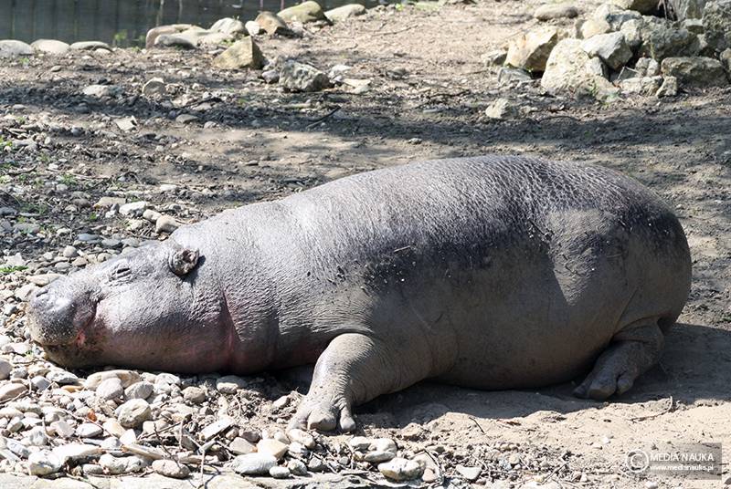 hipopotamek karłowaty