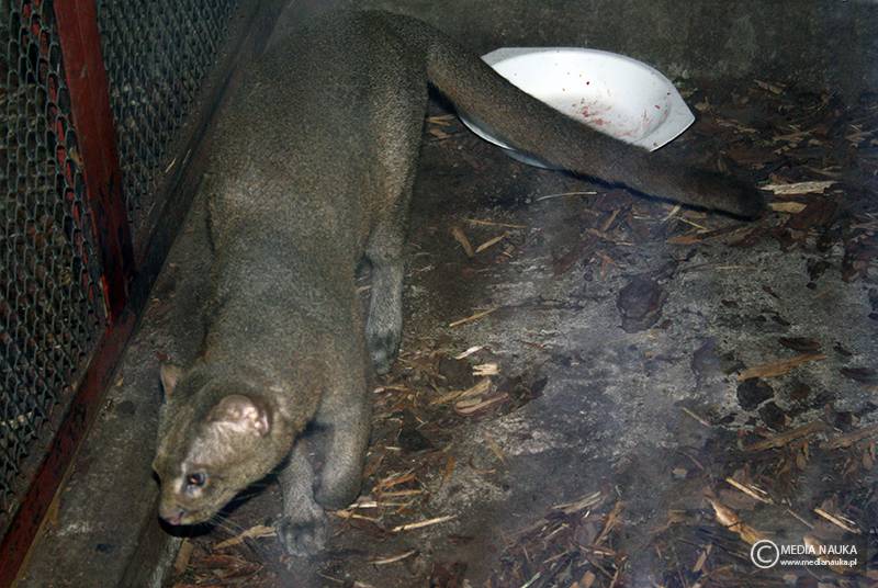 jaguarundi amerykański (Puma yagouaroundi)