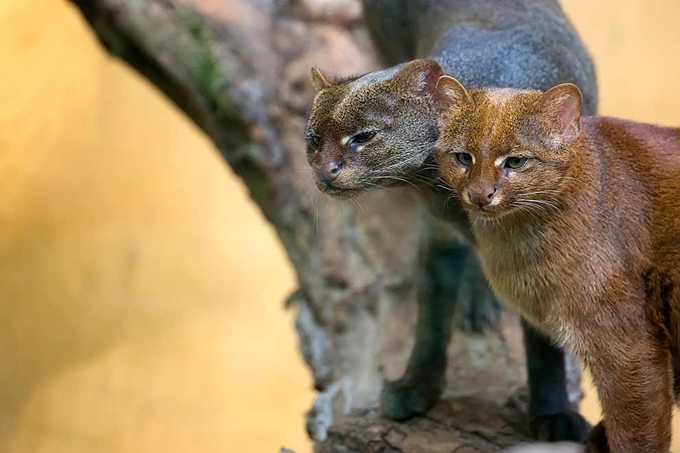 jaguarundi amerykański (Puma yagouaroundi)