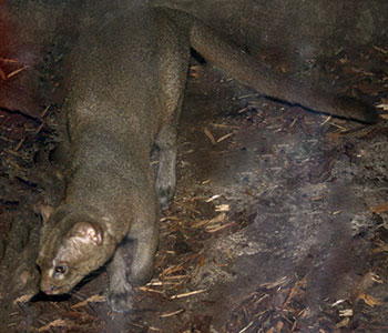 jaguarundi amerykański (Puma yagouaroundi)