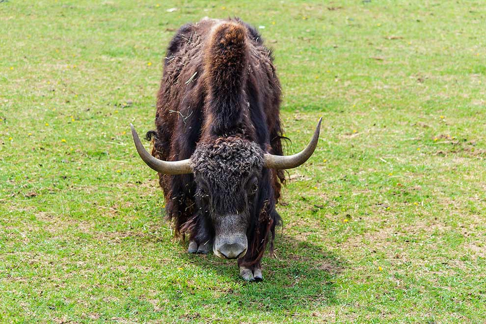 jak zwyczajny (Bos grunniensis)