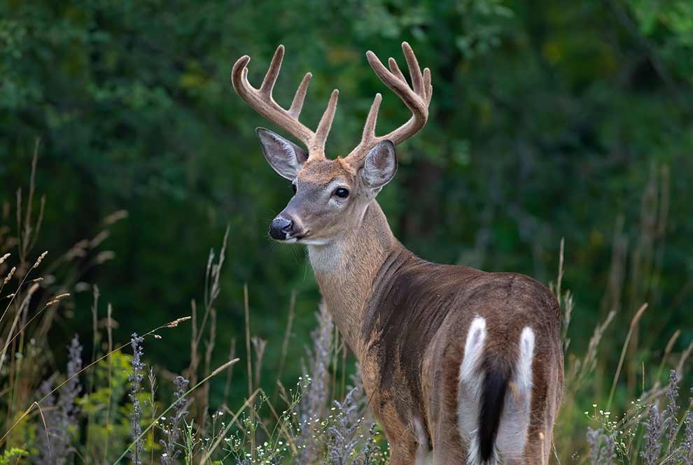 mulak białoogonowy (Odocoileus virginianus)