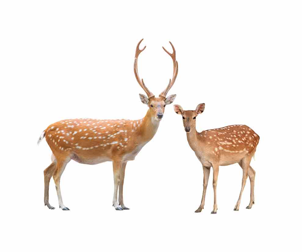 jeleń wschodni (Cervus nippon)