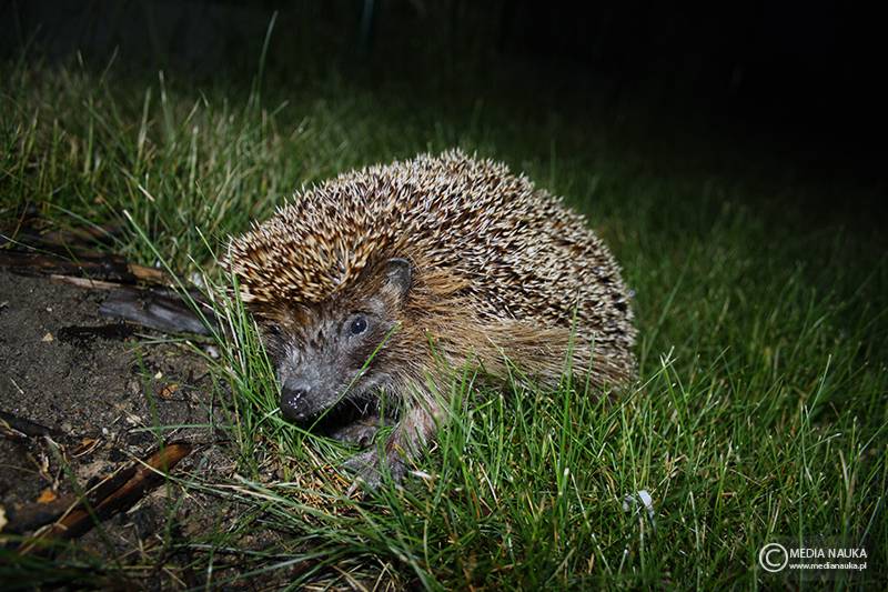 jeż wschodni (Erinaceus roumanicus)