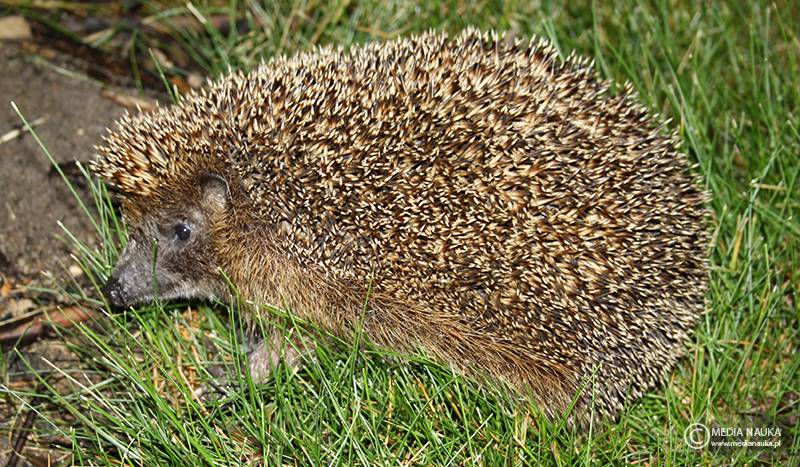 jeż wschodni (Erinaceus roumanicus)