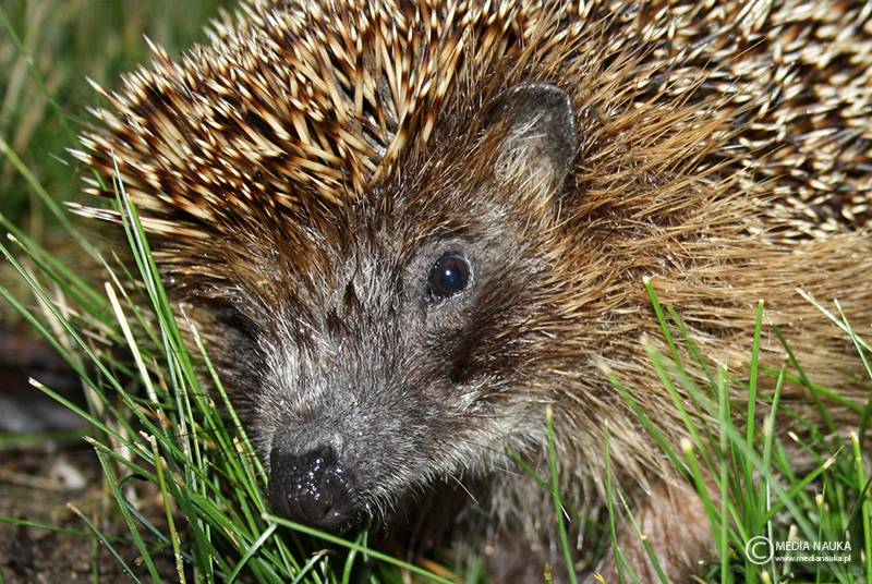jeż wschodni (Erinaceus roumanicus)