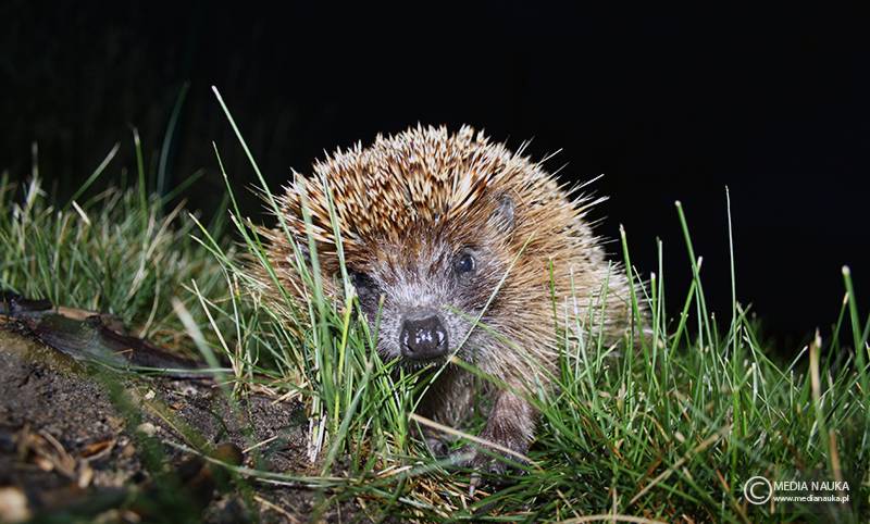 jeż wschodni (Erinaceus roumanicus)
