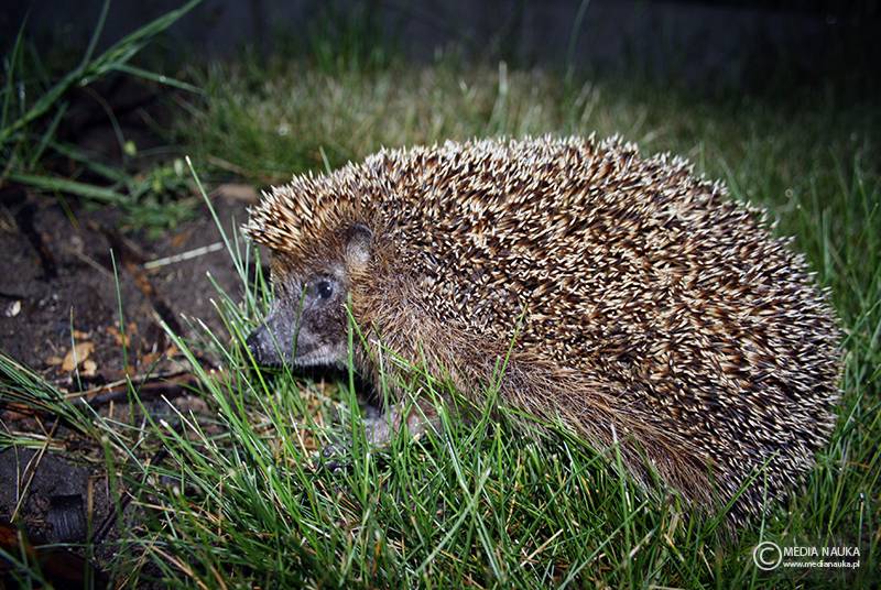 jeż wschodni (Erinaceus roumanicus)