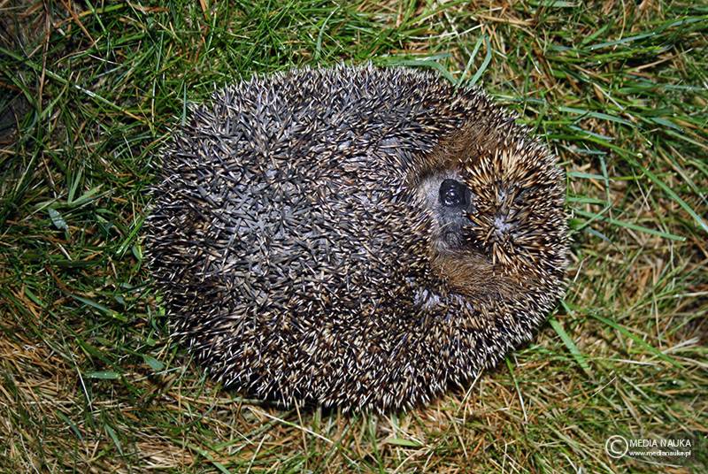 jeż wschodni (Erinaceus roumanicus)