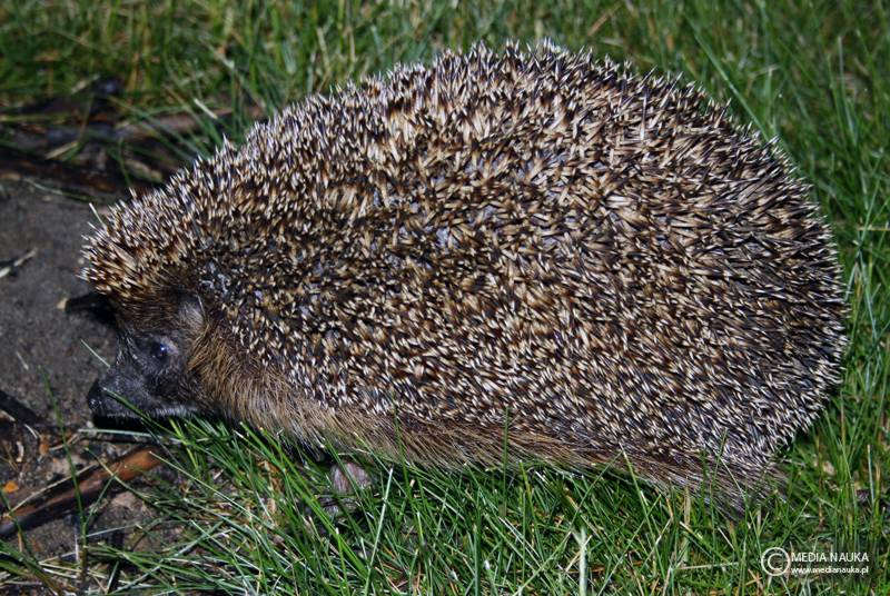 jeż wschodni (Erinaceus roumanicus)