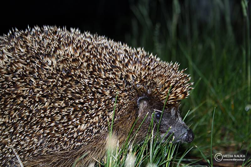 jeż wschodni (Erinaceus roumanicus)