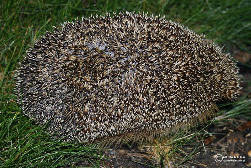 jeż wschodni (Erinaceus roumanicus)