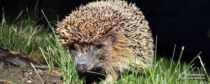 jeż wschodni (Erinaceus roumanicus)