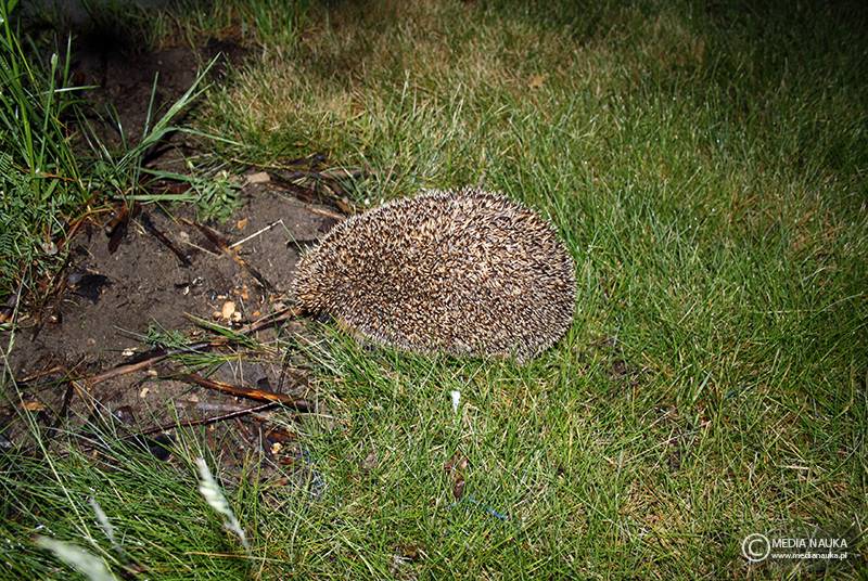 jeż wschodni (Erinaceus roumanicus)