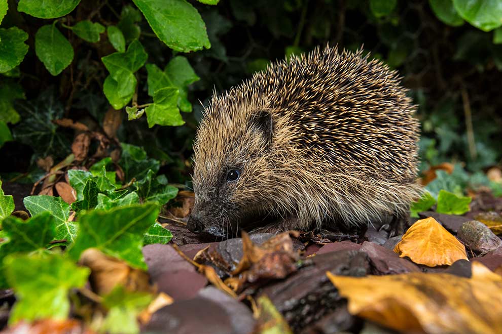 jeż zachodni (Erinaceus europaeus)