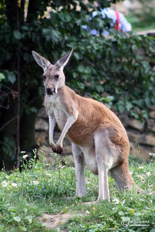 kangur rudy (Macropus rufus)
