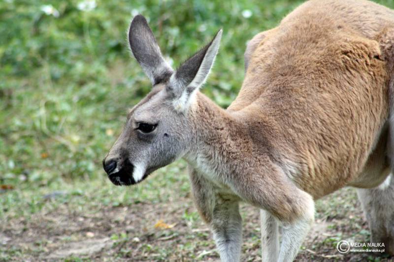 kangur rudy (Macropus rufus)