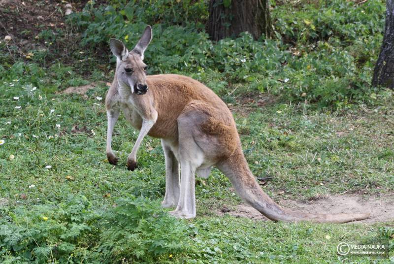 kangur rudy (Macropus rufus)