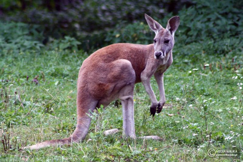 kangur rudy (Macropus rufus)