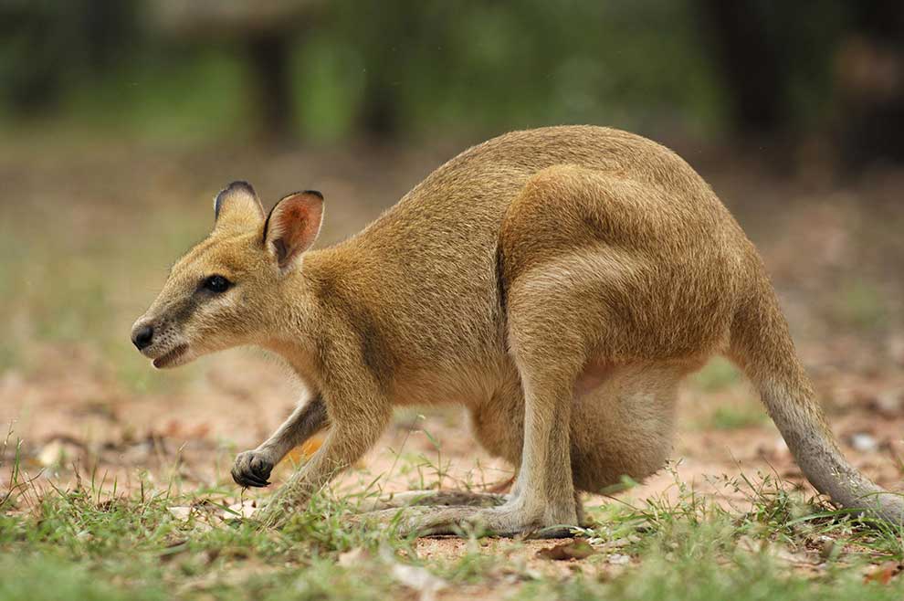 kangur smukły, walabia smukła