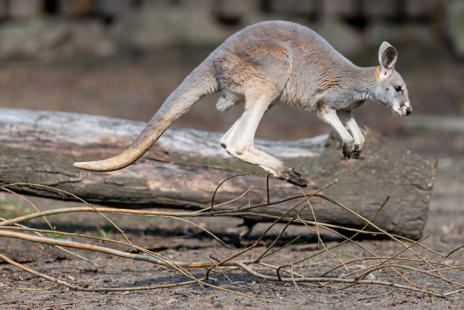 kangur rudy (Macropus rufus)