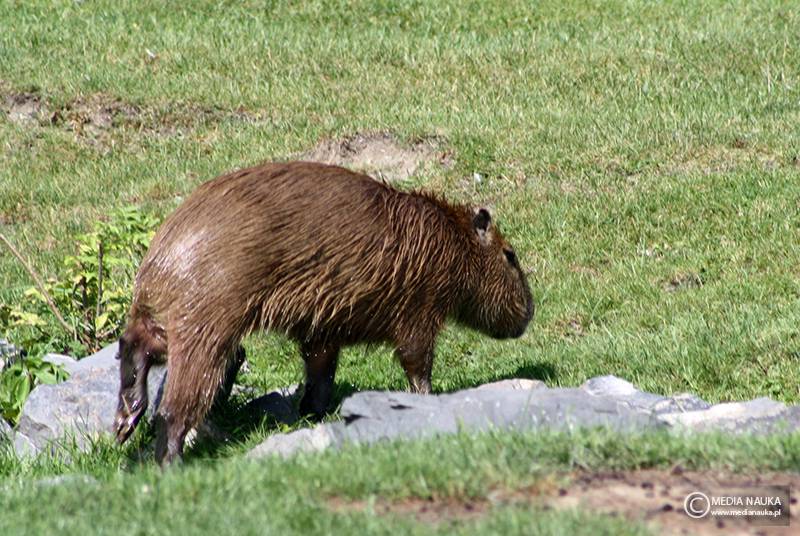 kapibara wielka