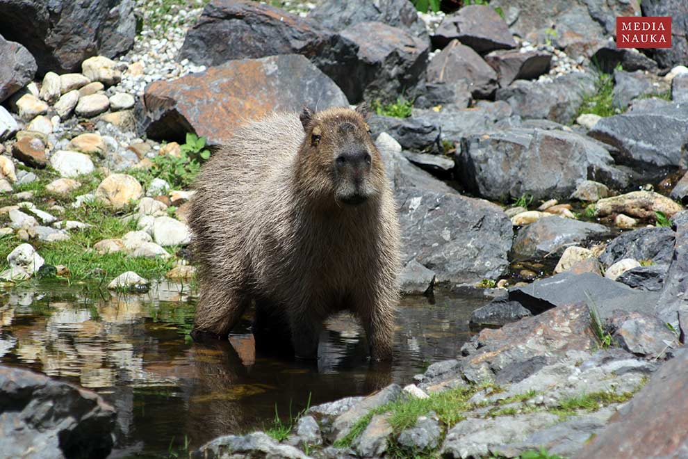 kapibara wielka (Hydrochoerus hydrochaeris)