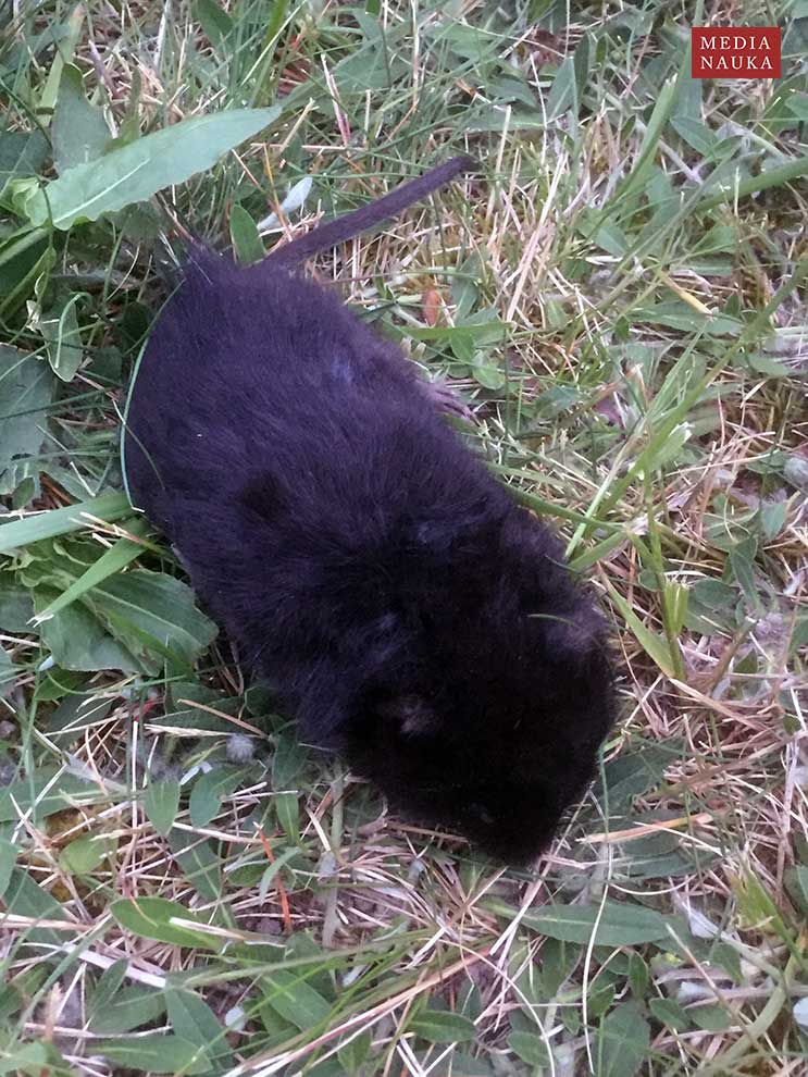 karczownik ziemnowodny (Arvicola amphibius)
