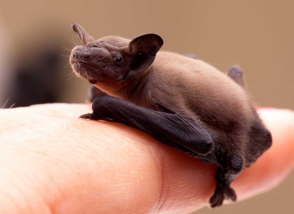 karlik malutki (Pipistrellus pipistrellus)