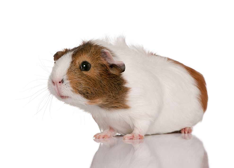 kawia domowa (Cavia porcellus)