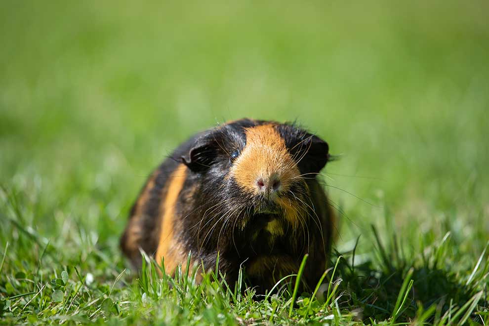 kawia domowa (Cavia porcellus)