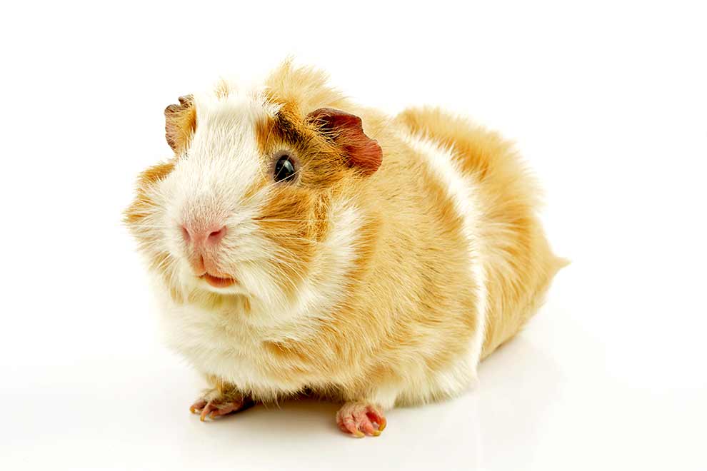 kawia domowa (Cavia porcellus)