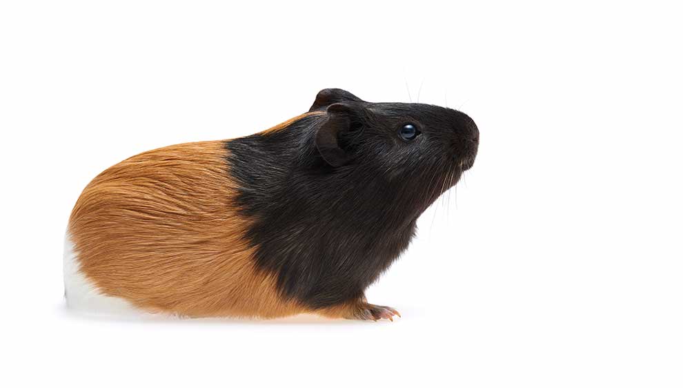 kawia domowa (Cavia porcellus)