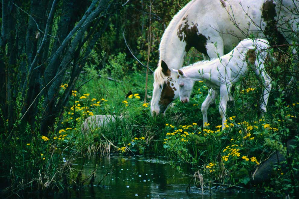 koń zwyczajny (Equus caballus)